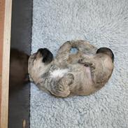 Cairn terrier Faxe (Aurikels Wimsey)