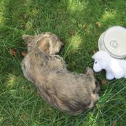 Cairn terrier Faxe (Aurikels Wimsey)