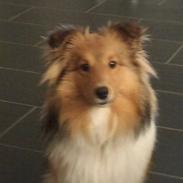 Shetland sheepdog silke