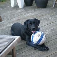 Labrador retriever Pan