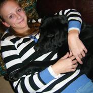 Labrador retriever Pan