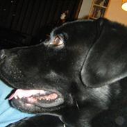 Labrador retriever Pan