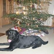 Labrador retriever Pan