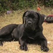 Cane corso Capone