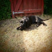 Cane corso Capone
