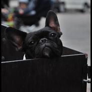 Fransk bulldog Zelma