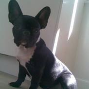 Fransk bulldog Zelma