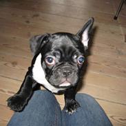 Fransk bulldog Zelma