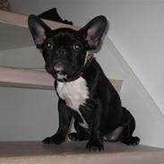 Fransk bulldog Zelma