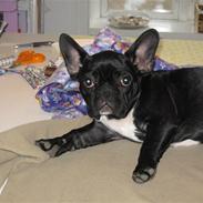 Fransk bulldog Zelma