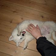 Samojedhund viggdis