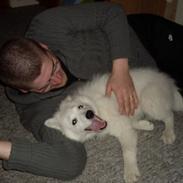 Samojedhund viggdis