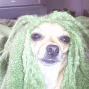 Chihuahua Angel Baby R.I.P.  :'-(