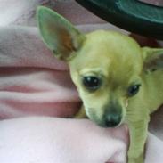 Chihuahua Angel Baby R.I.P.  :'-(