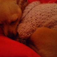 Chihuahua Angel Baby R.I.P.  :'-(