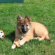 Blanding af racer Balou