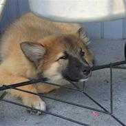 Blanding af racer Balou