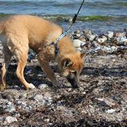 Blanding af racer Balou