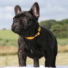 Fransk bulldog Skibelunden's Aika R.I.P