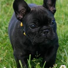 Fransk bulldog Skibelunden's Aika R.I.P