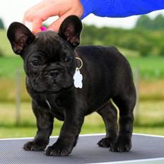 Fransk bulldog Skibelunden's Aika R.I.P