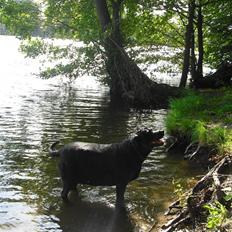 Blanding af racer Tulle