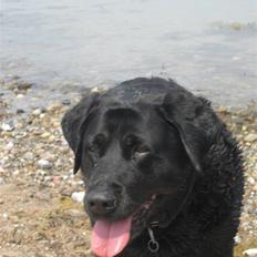 Blanding af racer Tulle