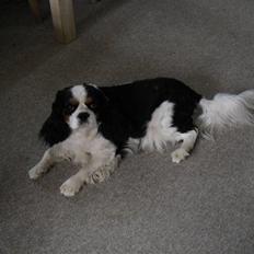 Cavalier king charles spaniel Lucky
