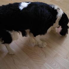 Cavalier king charles spaniel Lucky