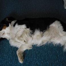 Cavalier king charles spaniel Lucky