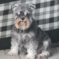 Dvaergschnauzer Pichu