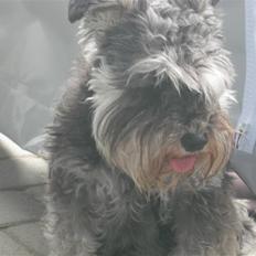 Dvaergschnauzer Pichu
