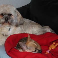 Lhasa apso '~'Emmi'~' 4 år