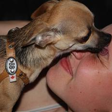 Chihuahua '~'Bailey'~' (Basse mand)