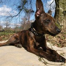 Blanding af racer Danni