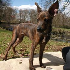 Blanding af racer Danni