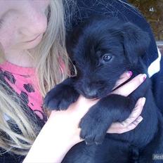 Blanding af racer Stald-Brønnums Maggie