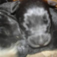 Blanding af racer Stald-Brønnums Maggie