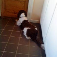 Engelsk springer spaniel Rollo