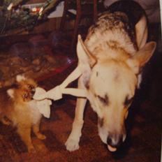 Pomeranian Topsys Rødtop