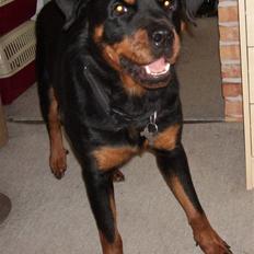 Rottweiler Tulle
