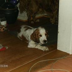 Blanding af racer Dumpe