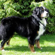 Berner sennenhund Banehavens Dalton