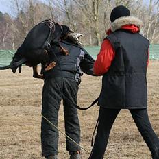 Dobermann Be-Barong Cadence -Holley RIP