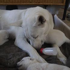 Hvid schæfer Egeborgs Akita