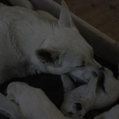 Hvid schæfer Egeborgs Akita