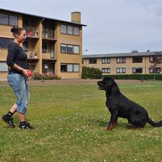 Rottweiler Von Barnewitz Blues
