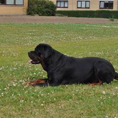 Rottweiler Von Barnewitz Blues