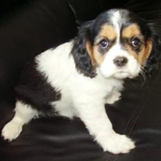Cavalier king charles spaniel Tilde