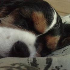 Cavalier king charles spaniel Tilde